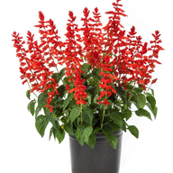 Salvia Splendens-Scarlet Sage