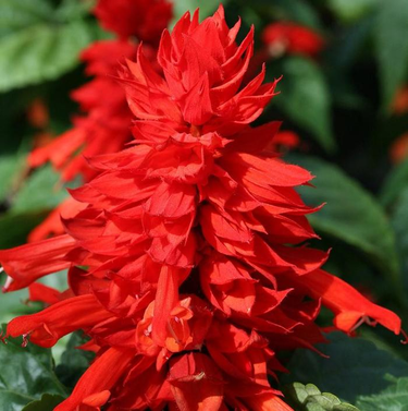 Salvia Splendens-Scarlet Sage