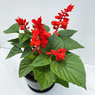 Salvia Splendens-Scarlet Sage