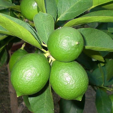 Persian fruit- Citrus × Latifolia