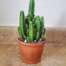 Stapelia Gigantea-Carrion flower