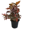 Acalypha-Hedge-Acalypha Wilkesiana