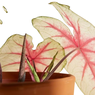 Caladium – Hybrid Pink & White  - Elephant Ear - Heart of Jesus - Angel Wings