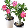 Adenium obesum- Desert rose - Karoo Rose