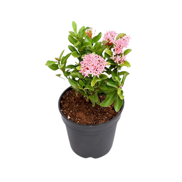 Ixora – Flower Plants