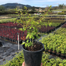 Burning Bush - Euonymus Alatus - Winged Spindle, Winged Euonymus