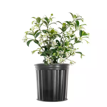 Star Jasmine- Chameli- Mogra-Champa Bela