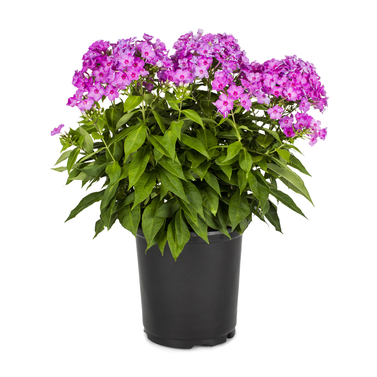 Phlox Paniculata - Collection