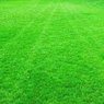 Korean Grass - Lawn Grass - Zoysia Japonica (Per Square Feet)