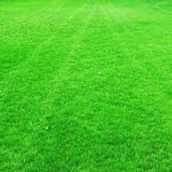 Korean Grass - Lawn Grass - Zoysia Japonica (Per Square Feet)