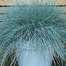 Blue Fescue Grass -  Festuca Glauca