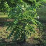 Walnut plant - Juglans