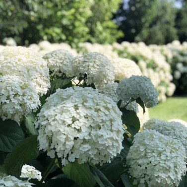 Hydrangea Macrophylla - Hortensia - Hydrangea White Flower