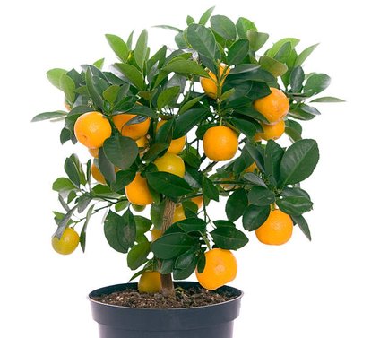 Orange - Kinnow - Khatti - Malta - Citrus Sinensis