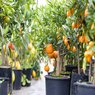 Orange - Kinnow - Khatti - Malta - Citrus Sinensis