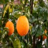 Orange - Kinnow - Khatti - Malta - Citrus Sinensis