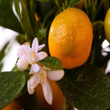 Orange - Kinnow - Khatti - Malta - Citrus Sinensis