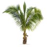 Coconut Palm - Cocos Nucifera