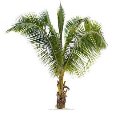 Coconut Palm - Cocos Nucifera