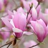 Magnolia Pink Soulangeana - Magnolia Denudata - Magnolia Liliiflora - Saucer Magnolia