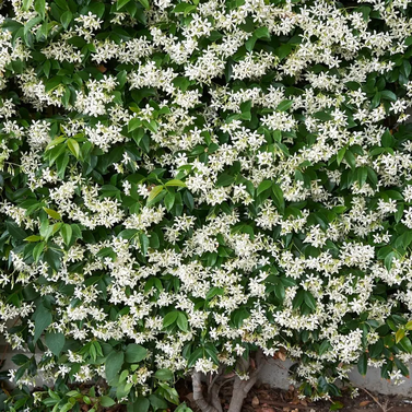 Star Jasmine- Chameli- Mogra-Champa Bela