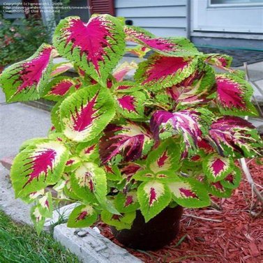 Kong Coleus Image