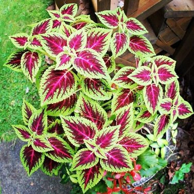 Kong Coleus Image