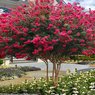 Lagerstroemia – Crepe Myrtle