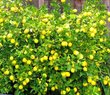 Desi Lemon Plant