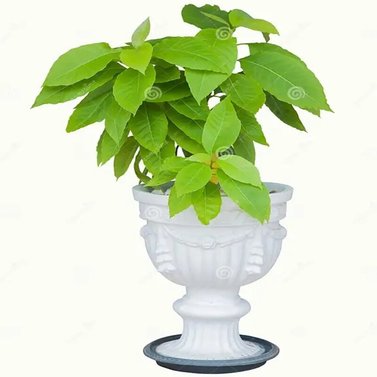 Pisonia Alba - Pisonia Grandis -Lettuce Tree - Moonlight Tree - Birdlime