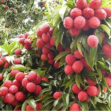 Litchi - Lychee - Litchi Chinensis