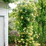 Honeysuckle Vine - Vines & Climbers