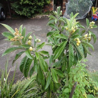 Loquat - Japanese Plum - Eriobotrya japonica