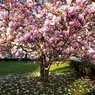 Magnolia Pink Soulangeana - Magnolia Denudata - Magnolia Liliiflora - Saucer Magnolia