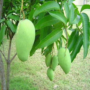 Mangoes-  Aam - Different Verities