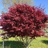 Japanese Maple - Bloodgood