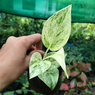 Marble Queen Money Plant - Epipremnum pinnatum