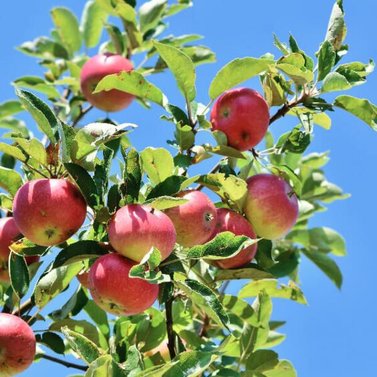 Apple - Saib - Amri Delicious Apples - Malus Domestica