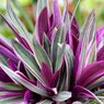 Rhoeo Spathacea Tricolor / Rhoeo Variegated Plant