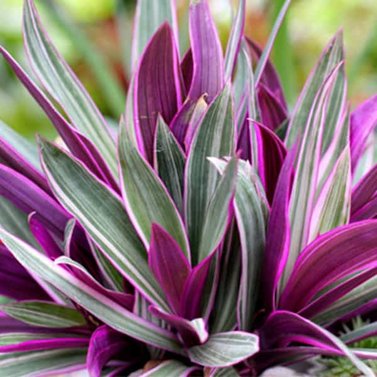 Rhoeo Spathacea Tricolor / Rhoeo Variegated Plant