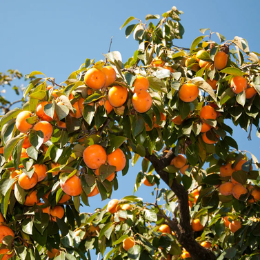 Japanese Persimmon - Japani Phaal - Amlok - Diospyros Kaki