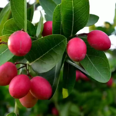 Koronda - Bengal Currant - Carissa Carandas