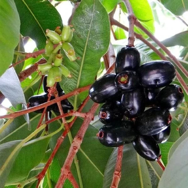 Black Jamun - Syzygium cumini - Syzygium cumini