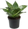 Snake Plant Dwarf Green - Sansevieria - Mother In Law’s Tongue - Dracaena Trifasciata