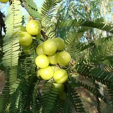 Yellow Bnarsi Amla - Phyllanthus Emblica