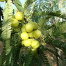 Yellow Bnarsi Amla - Phyllanthus Emblica