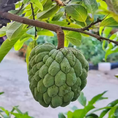 Custard Apple - Annona reticulata