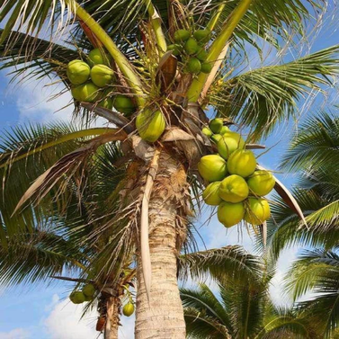 Coconut Palm - Cocos Nucifera