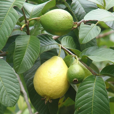 Guava - Amrood - Psidium Guajava - Dwarf Guava Plants