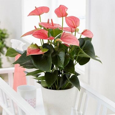 Anthurium - Flamingo Flower - Royal Pink Image